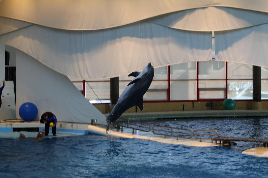 Dolphin Show - National Aquarium in Baltimore MD - 121256 Photograph by DC Photographer