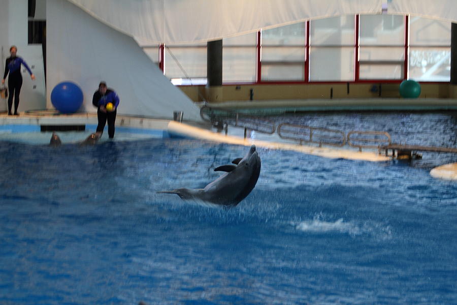Baltimore Photograph - Dolphin Show - National Aquarium in Baltimore MD - 121258 by DC Photographer