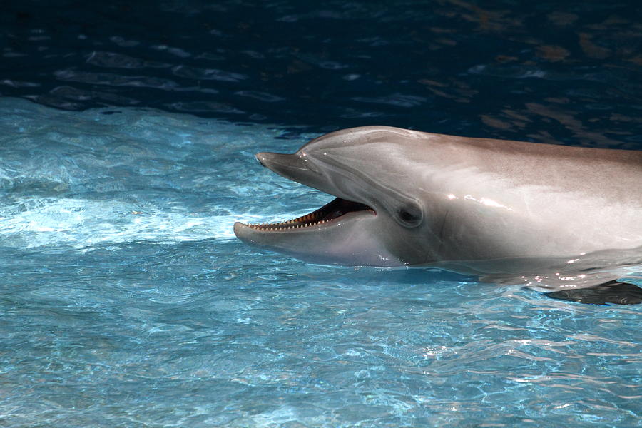 Baltimore Photograph - Dolphin Show - National Aquarium in Baltimore MD - 121260 by DC Photographer