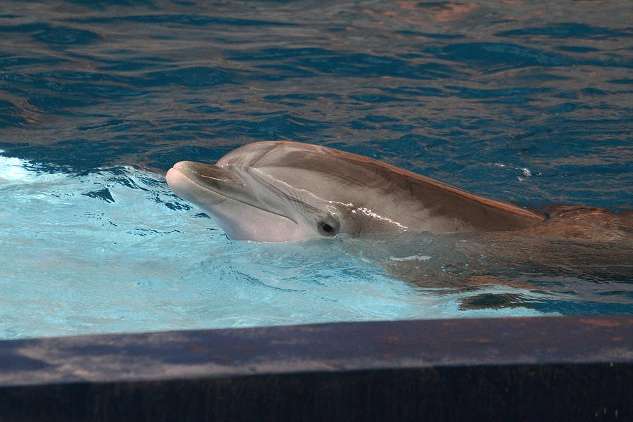 Baltimore Photograph - Dolphin Show - National Aquarium in Baltimore MD - 121261 by DC Photographer