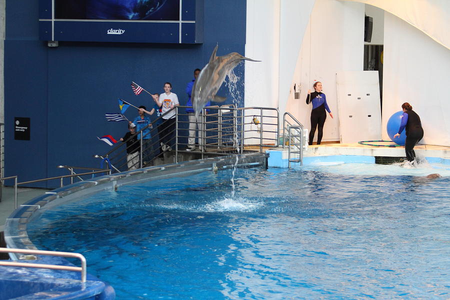 Baltimore Photograph - Dolphin Show - National Aquarium in Baltimore MD - 121273 by DC Photographer