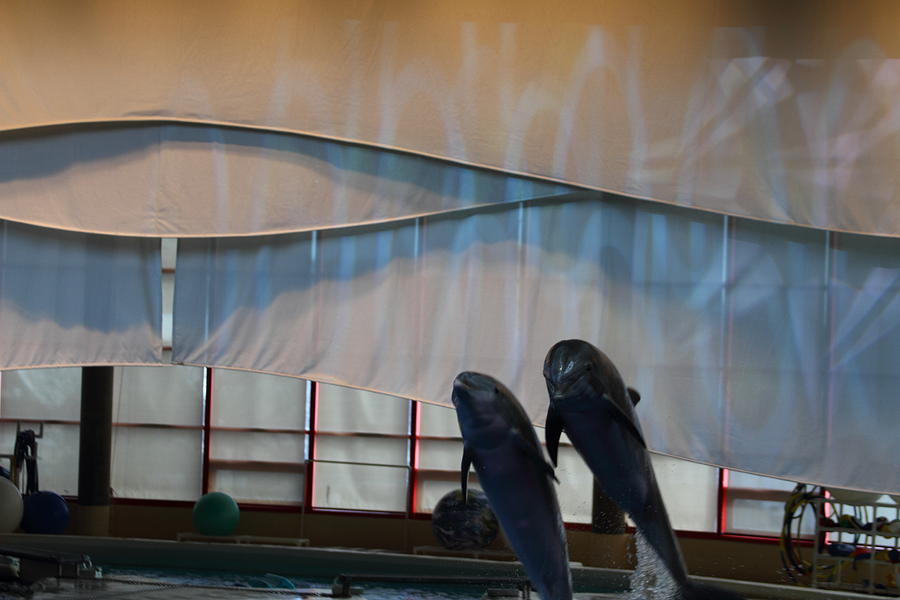 Dolphin Show - National Aquarium in Baltimore MD - 121276 Photograph by DC Photographer