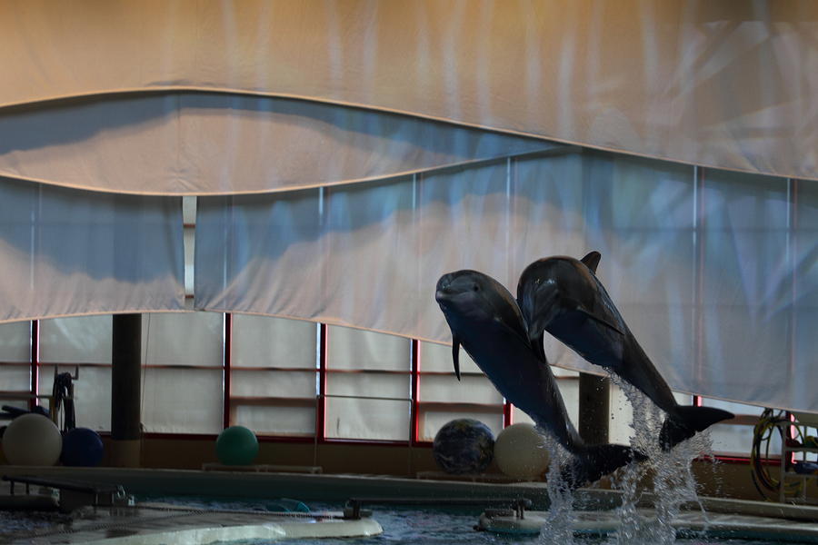 Baltimore Photograph - Dolphin Show - National Aquarium in Baltimore MD - 121277 by DC Photographer