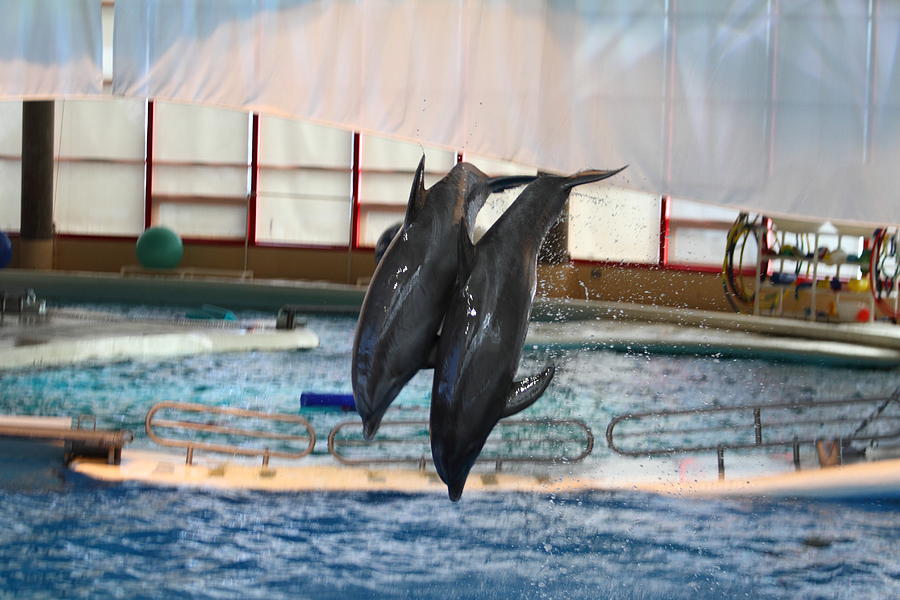 Baltimore Photograph - Dolphin Show - National Aquarium in Baltimore MD - 121279 by DC Photographer