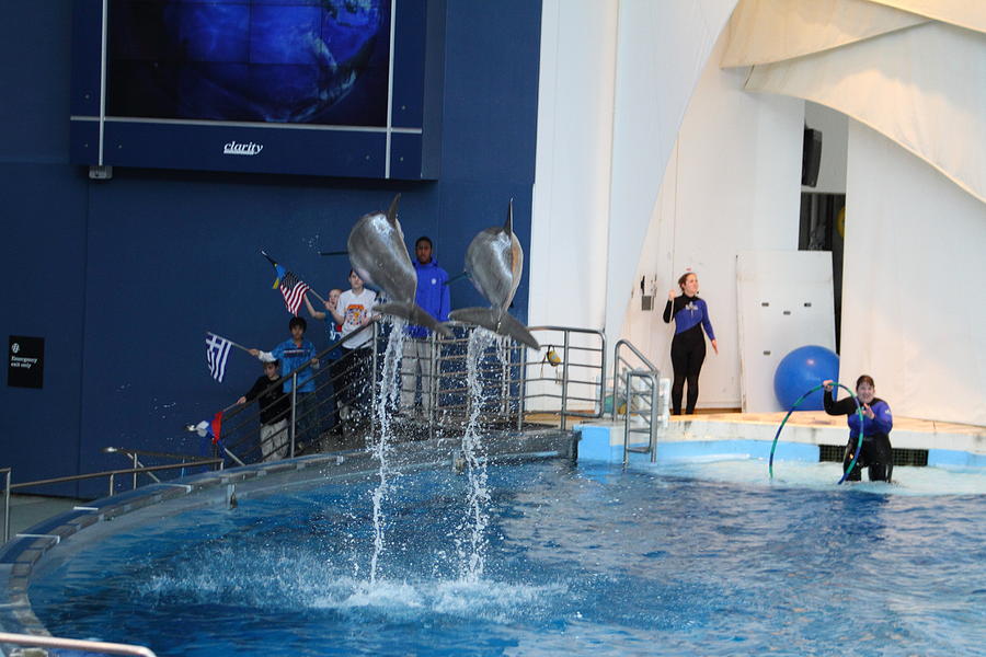 Baltimore Photograph - Dolphin Show - National Aquarium in Baltimore MD - 121288 by DC Photographer