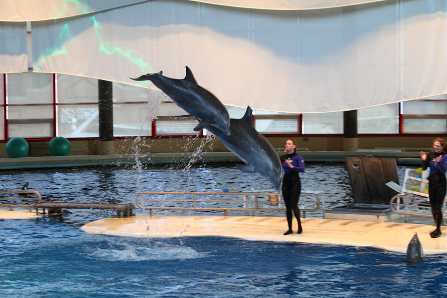 Baltimore Photograph - Dolphin Show - National Aquarium in Baltimore MD - 121294 by DC Photographer