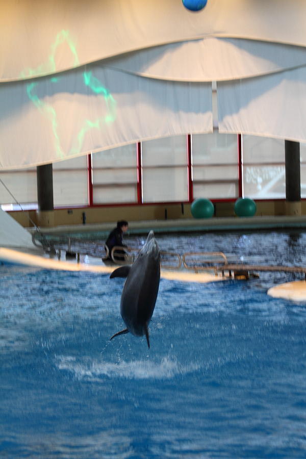 Dolphin Show - National Aquarium in Baltimore MD - 121296 Photograph by DC Photographer