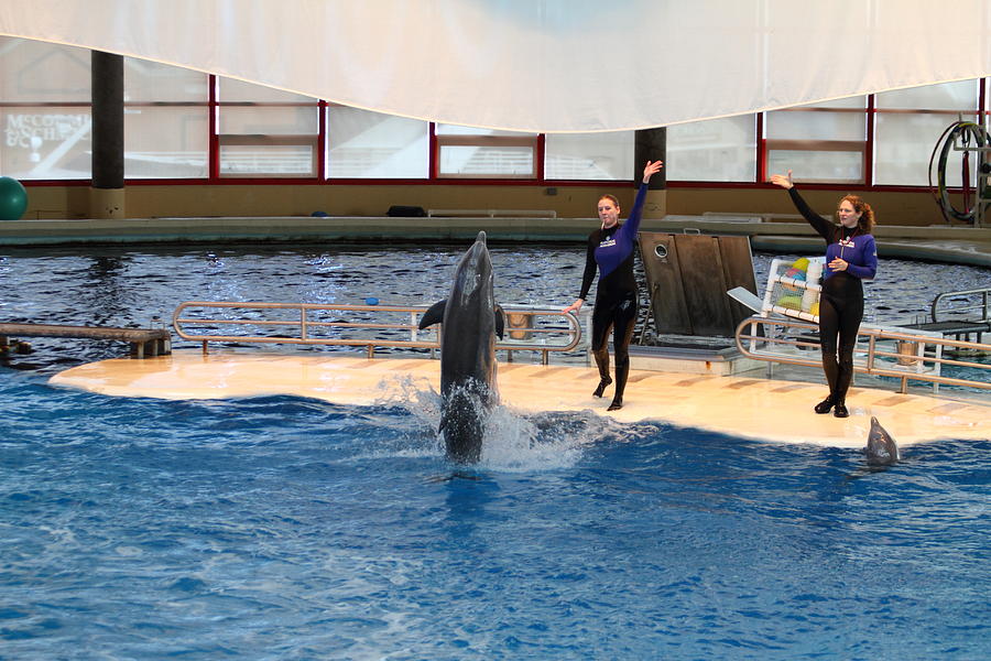 Dolphin Show - National Aquarium in Baltimore MD - 121299 Photograph by DC Photographer
