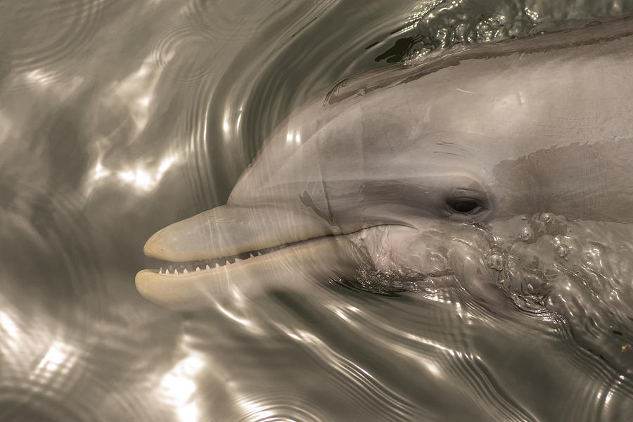 Dolphin Photograph - Dolphin Showing His Teeth by Laurence Levine