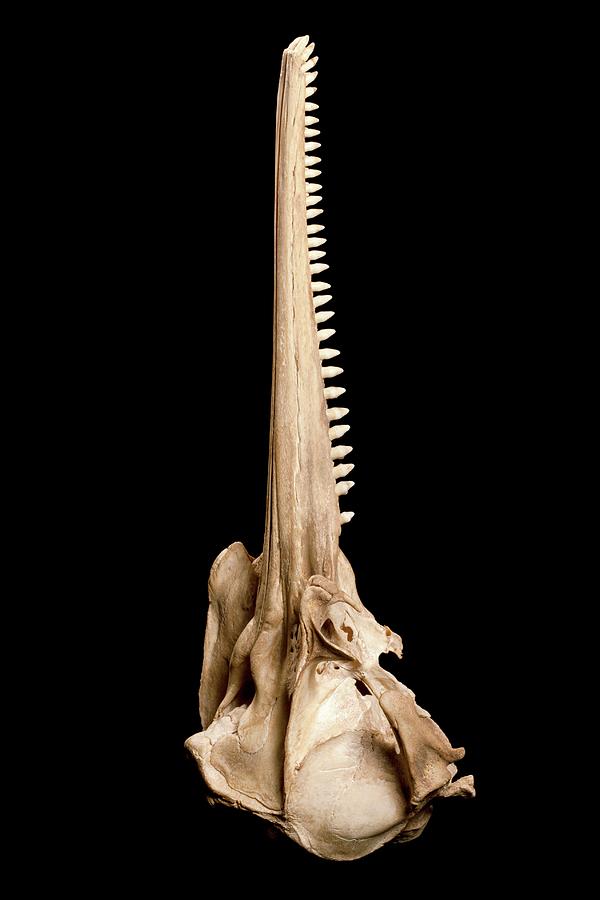 Paris Photograph - Dolphin Skull by Pascal Goetgheluck/science Photo Library