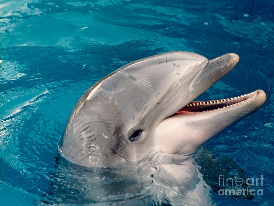 Dolphin Smile Photograph by D Hackett