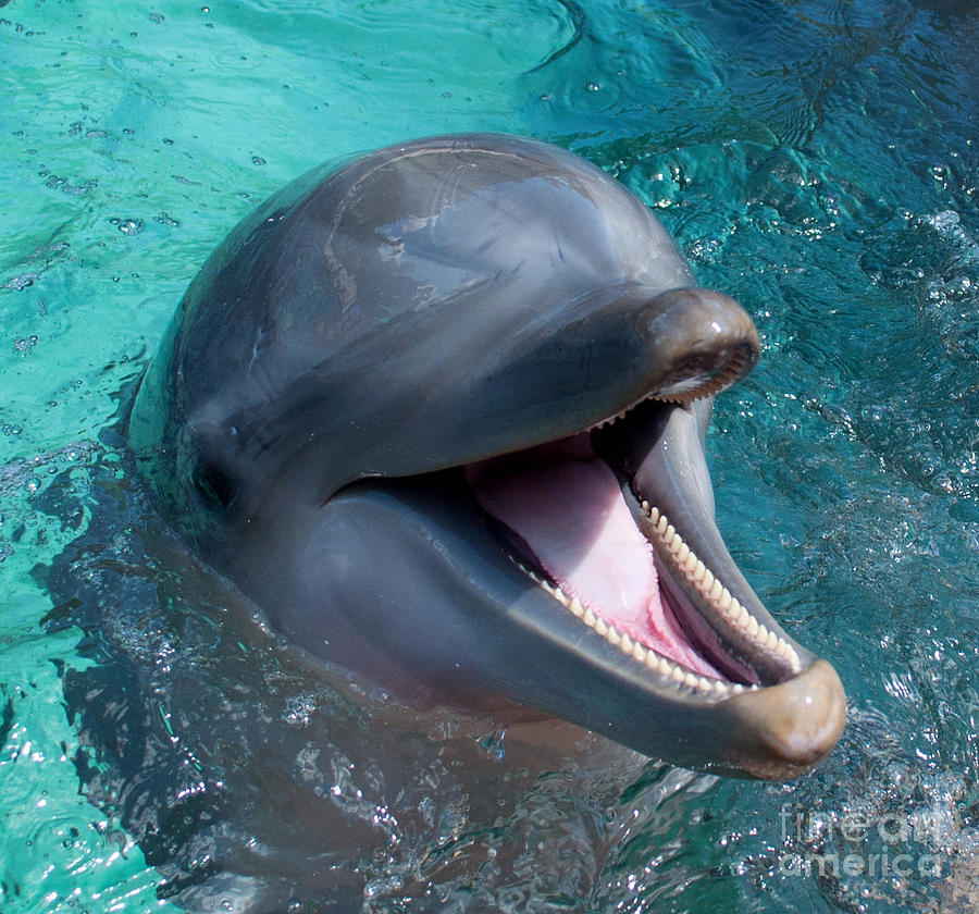 Dolphin Smile Photograph By Photos By Cassandra Fine Art America