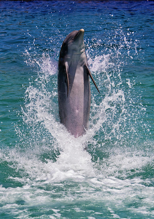 Wildlife Photograph - Dolphin Standing Above Water, Roatan by Keren Su
