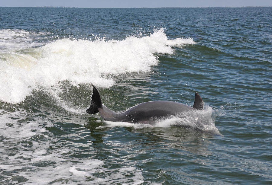 Landscape Photograph - Dolphin surf by Deborah Good