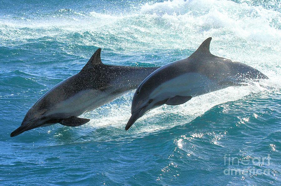 Dolphin Synchro Photograph by Adam Jewell