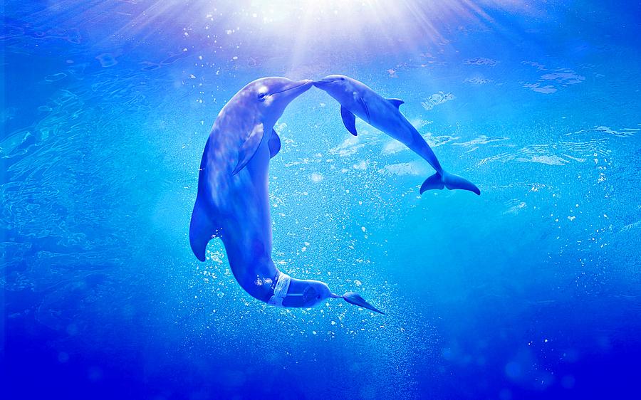 Dolphin Tale 2 Photograph by Movie Poster Prints