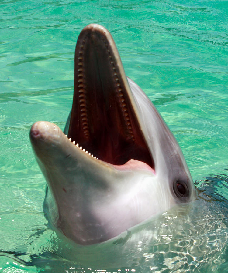 Dolphin Teeth Photograph by Bob Slitzan