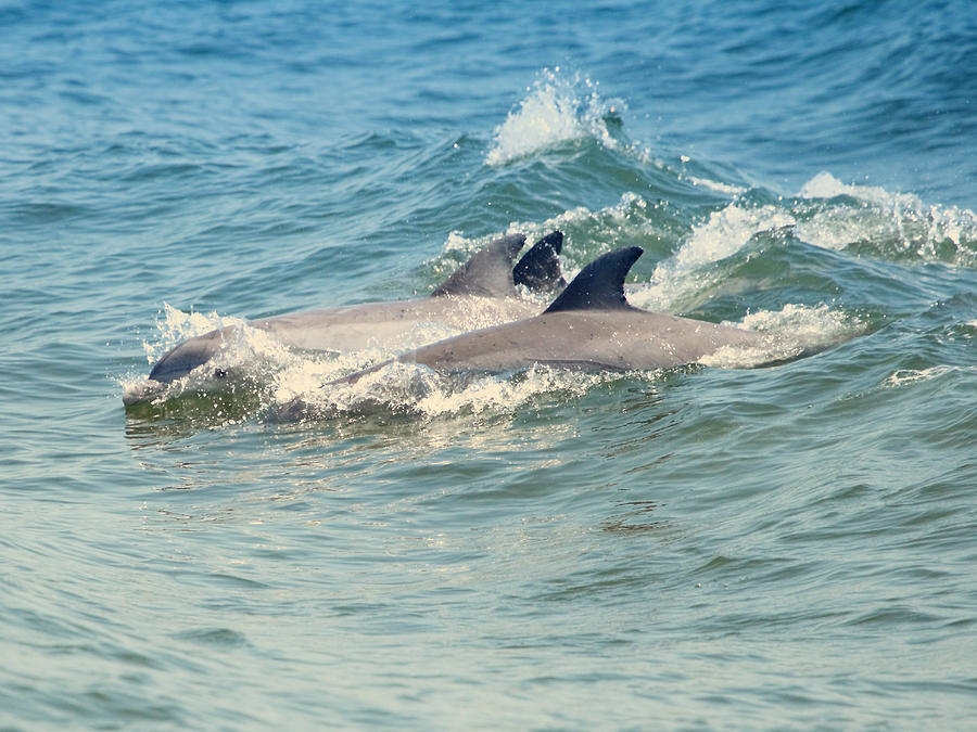 Virginia Beach Photograph - Dolphin trio by Pete Federico Virginia Beach Photograph - Dolphin trio by Pete Federico