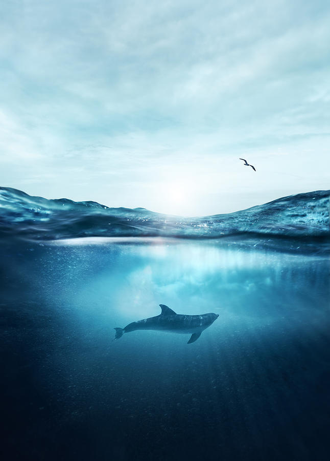Dolphin underwater Photograph by Sean Gladwell