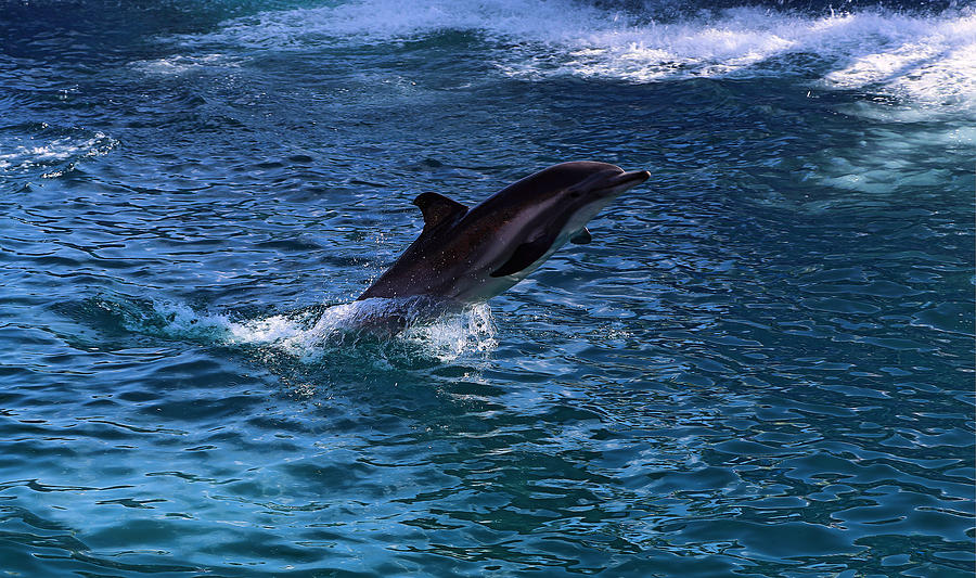 Dolphin Photograph by Viktor Savchenko