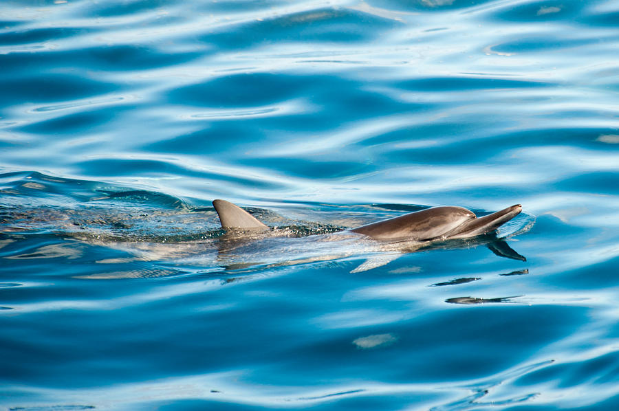 Dolphin Watch Photograph by Dan McManus