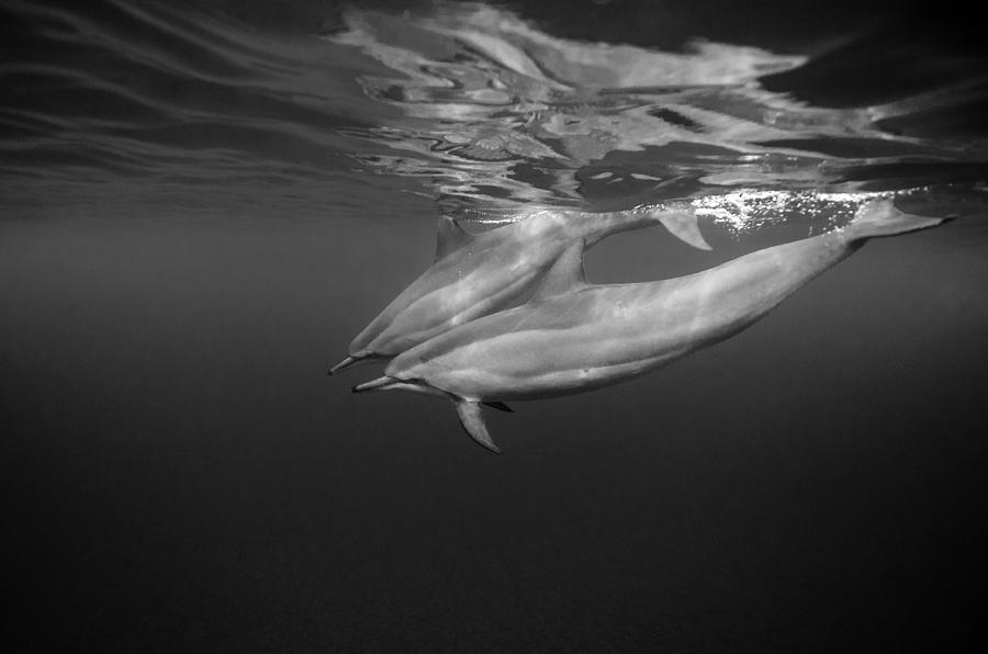 Dolphin Photograph - Dolphins 01 by One ocean One breath