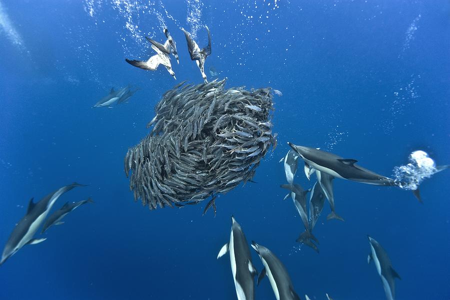 Fish Photograph - Dolphins and shearwaters hunting by Science Photo Library