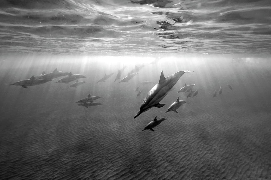 Dolphins at dawn Photograph by Artesub