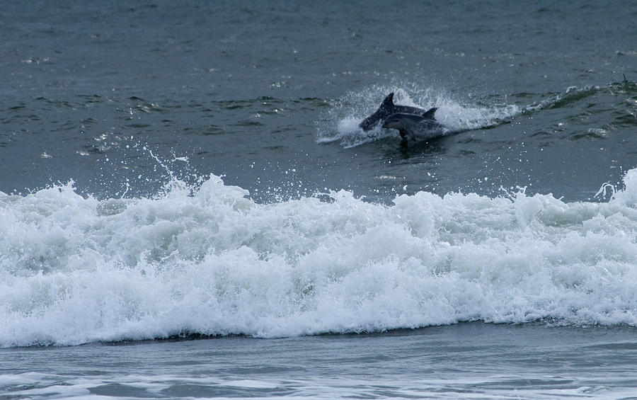 Dolphins at Play Photograph by Greg Graham