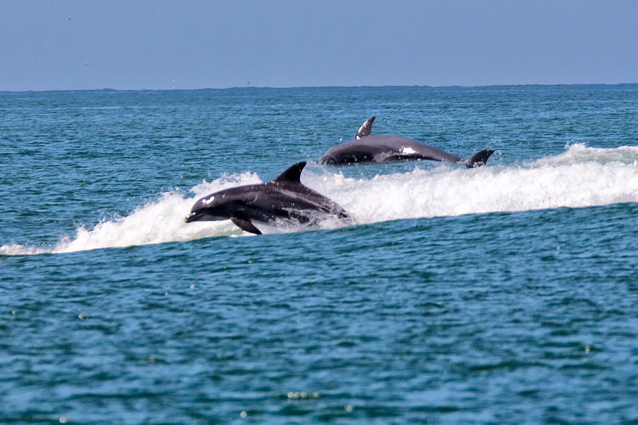 Gulf Of Mexico Photograph - Dolphins at Sand Key Florida by Douglas Yarbrough