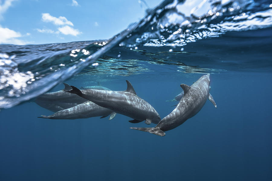 Dolphin Photograph - Dolphins by Barathieu Gabriel