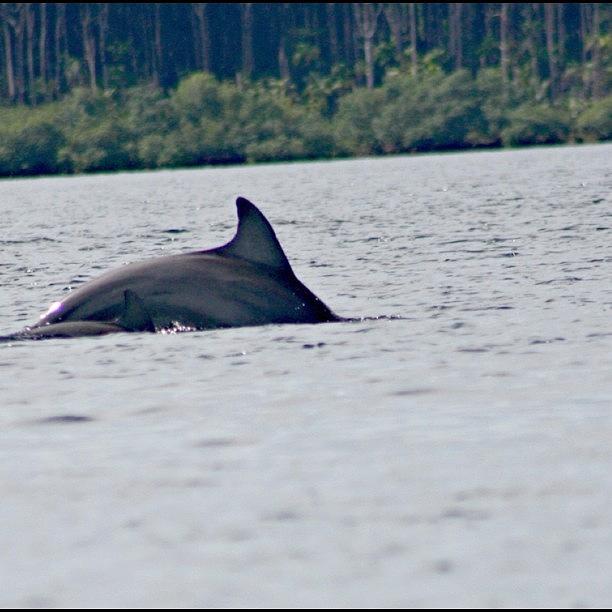 Nature Photograph - #dolphins #bocasdeltoro #panama by Kayla  Pearson