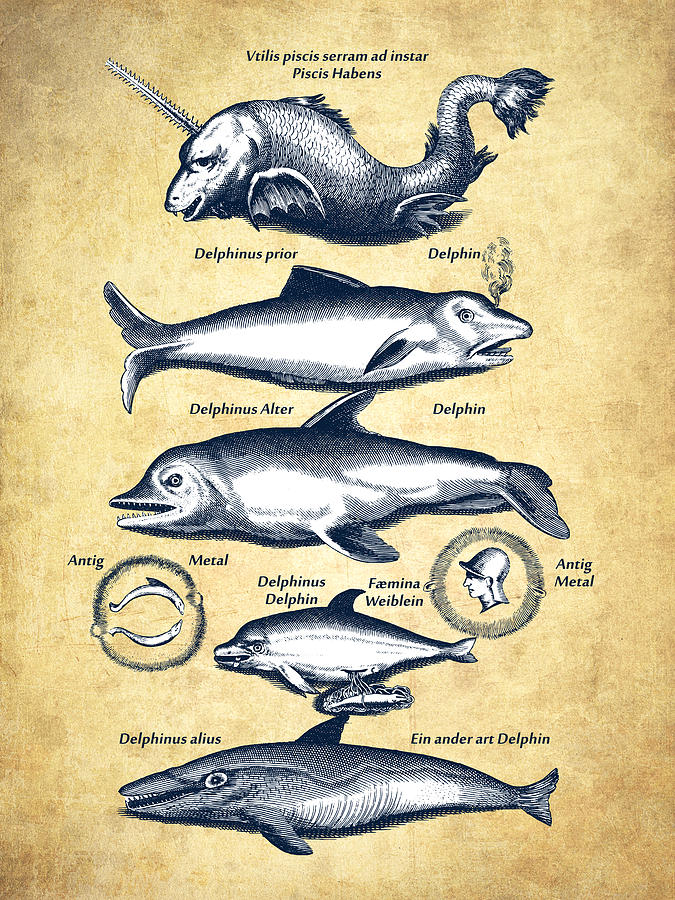 Dolphin Drawing - Dolphins - Historiae Naturalis - 1657 - Vintage by Aged Pixel