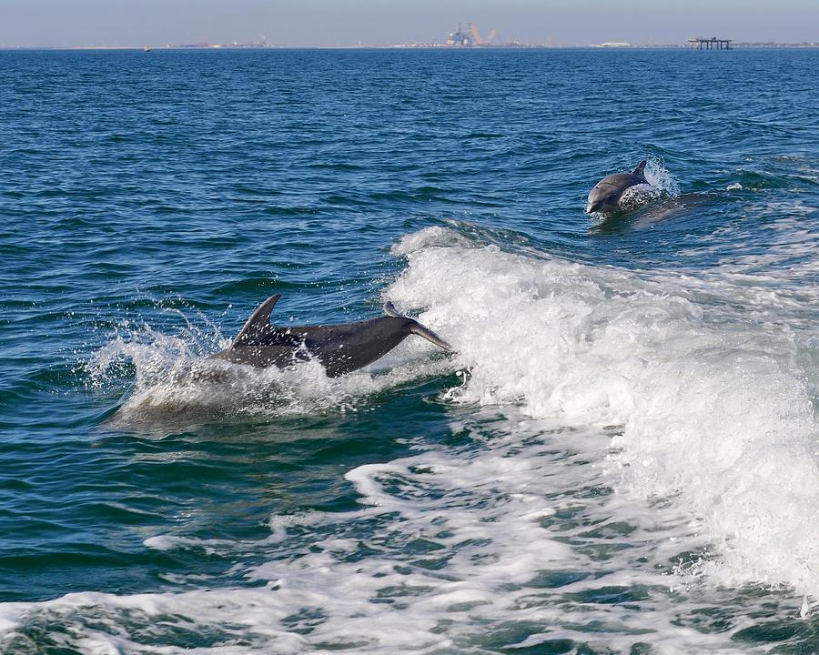Dolphins In Pursuit Photograph by Kristina Deane