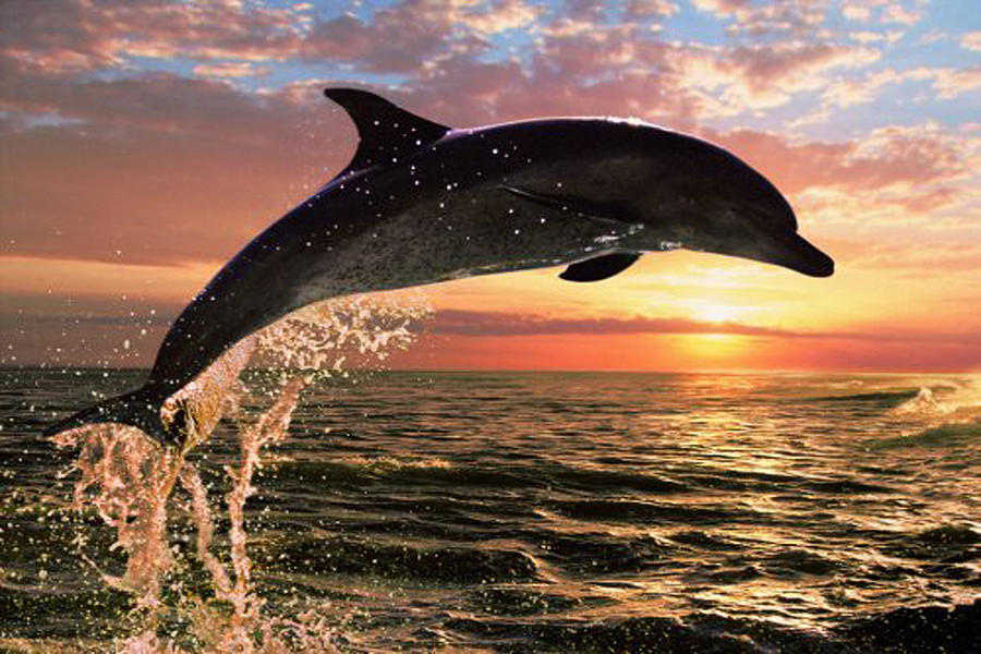 dolphins-in-sunset-christian-corbett.jpg