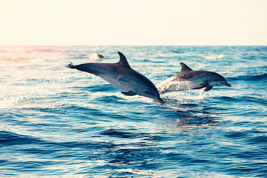 Dolphins Jumping From The Sea Photograph by Borchee