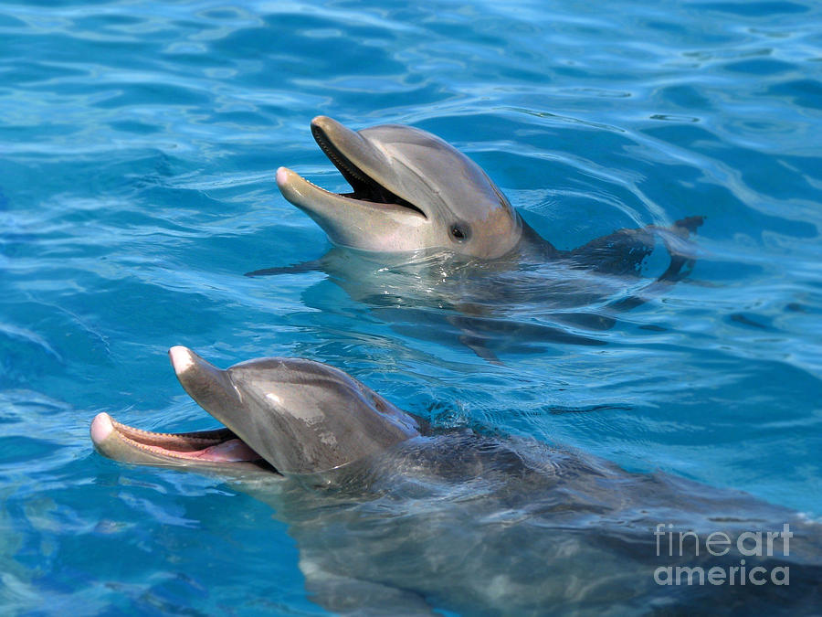 Dolphin Photograph - Dolphins by Kristine Widney