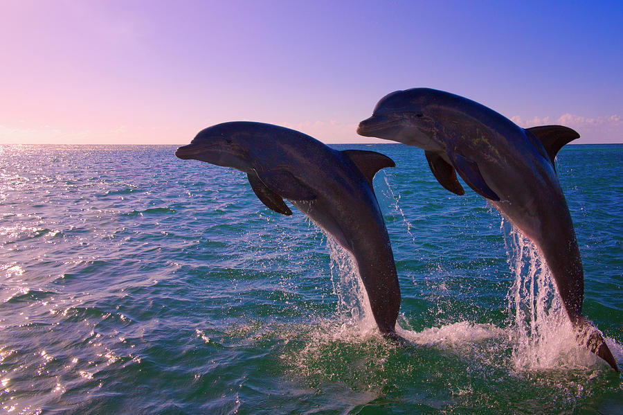Wildlife Photograph - Dolphins Leaping From Sea, Roatan by Keren Su