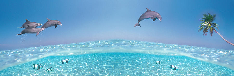 Fish Photograph - Dolphins Leaping In Air by Panoramic Images