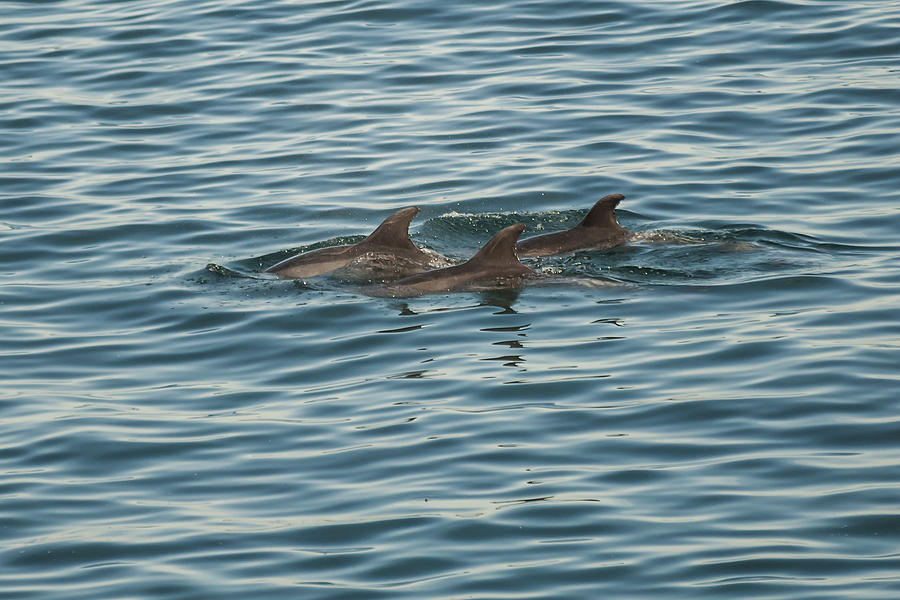 Dolphins Photograph by Lee Kirchhevel