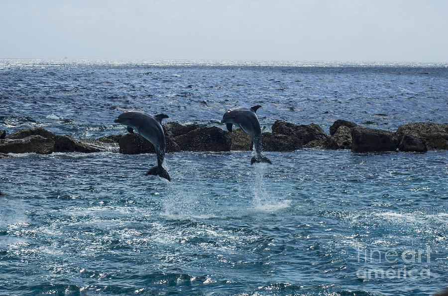 Dolphins Photograph by Louise Magno