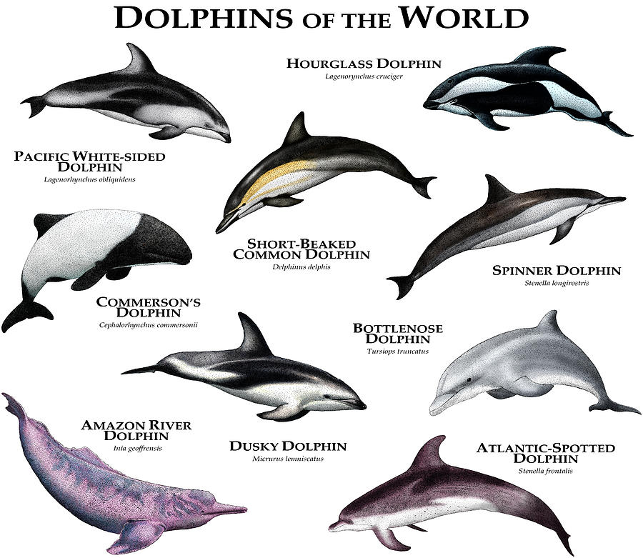 Dolphins Of The World Photograph by Roger Hall