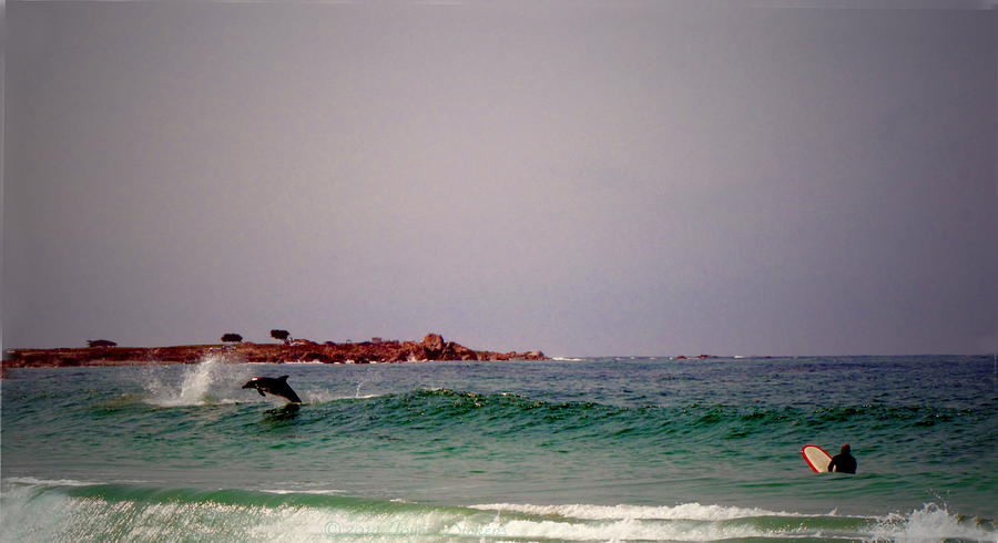Dolphins Swimming With The Surfers At Asilomar State Beach Two Photograph by Joyce Dickens