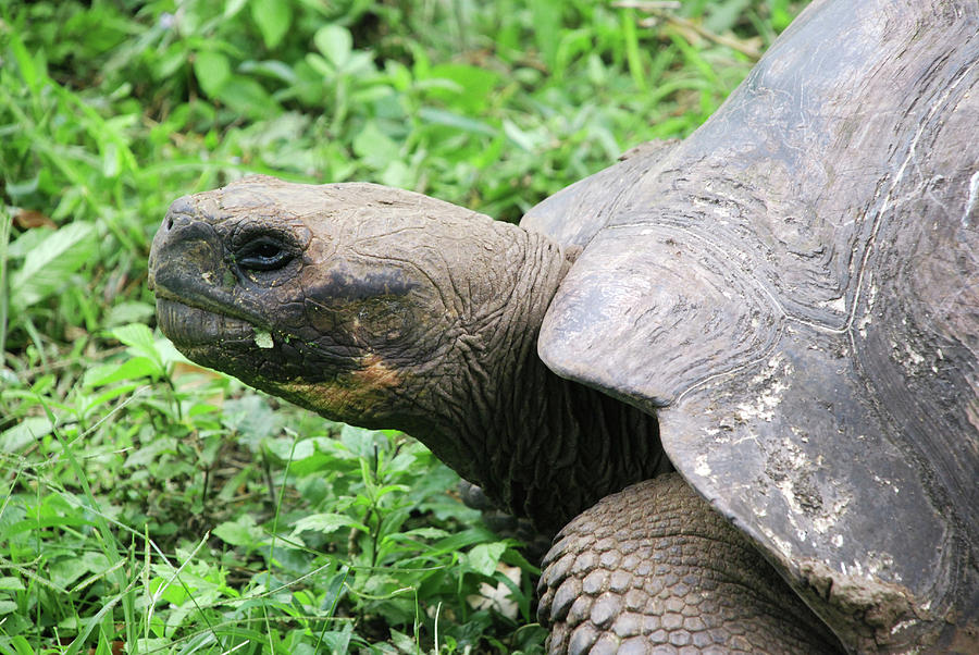 Dome-shelled Galapagos Tortoise Photograph by Sue Ford/science Photo ...