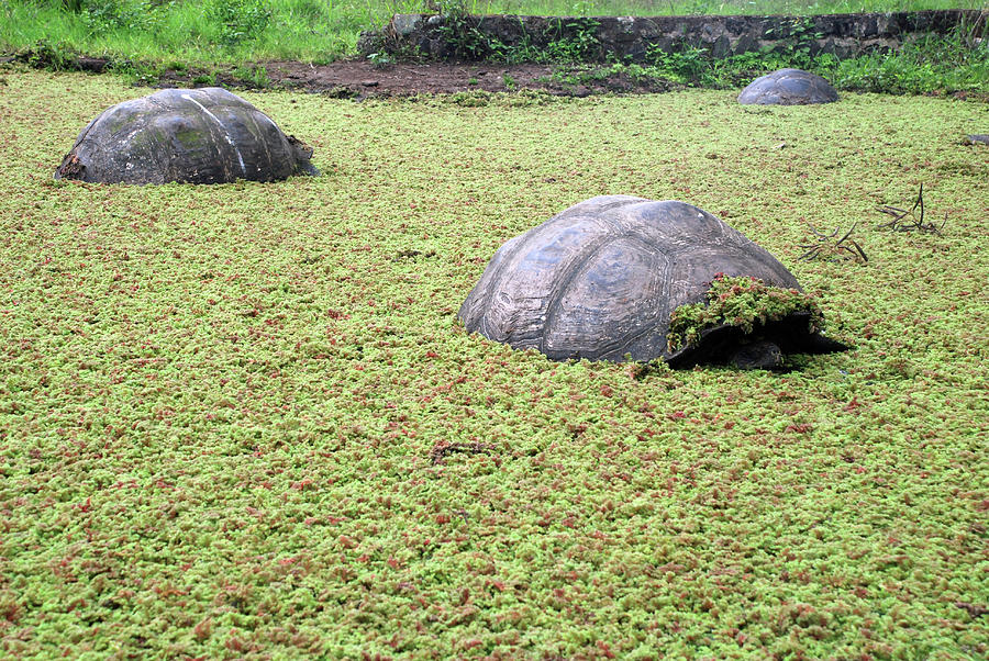 Wildlife Photograph - Dome-shelled Galapagos Tortoises by Sue Ford/science Photo Library