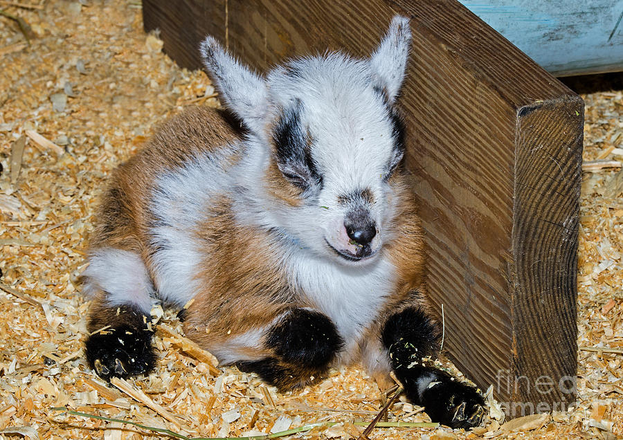 Nature Photograph - Domestic Baby Goat Resting by Millard H Sharp