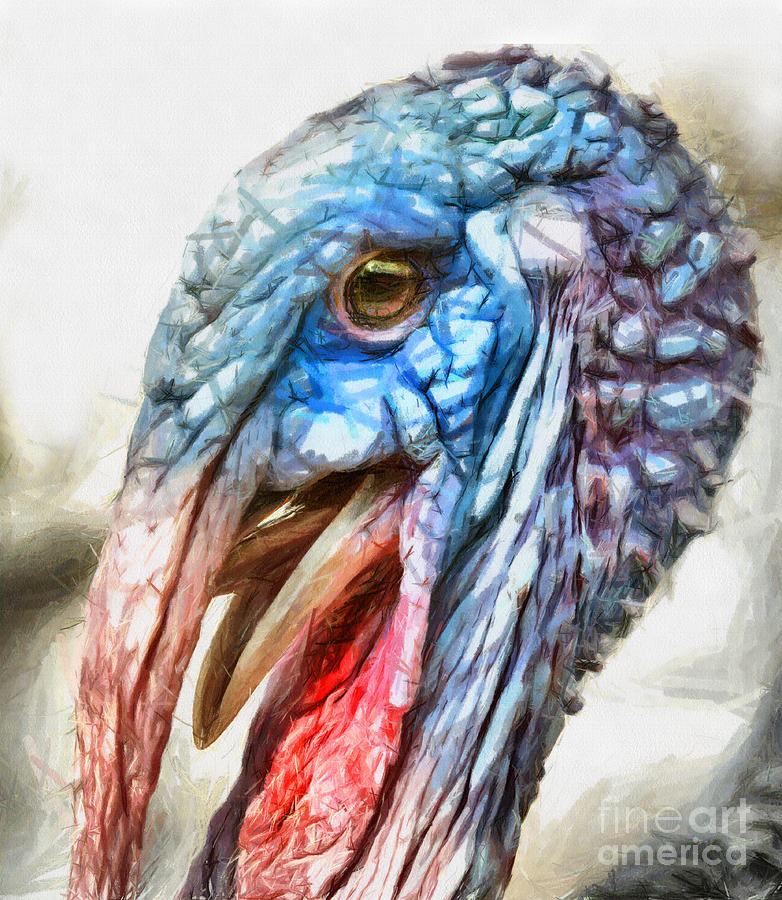 Domestic Bird - Turkey drawing Drawing by Daliana Pacuraru