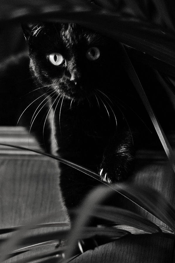 Cat Photograph - Domestic black panther by Laura Melis