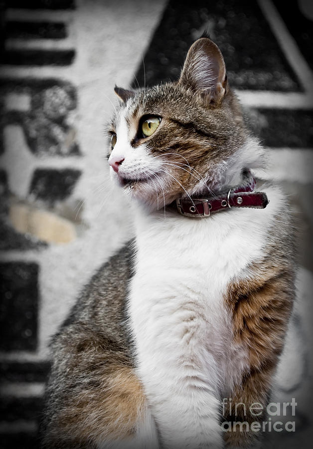Domestic cat Photograph by Jelena Jovanovic