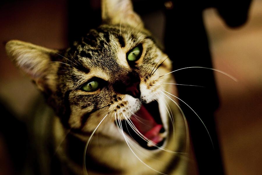 Domestic Cat Photograph by Science Photo Library Domestic Cat Photograph by Science Photo Library